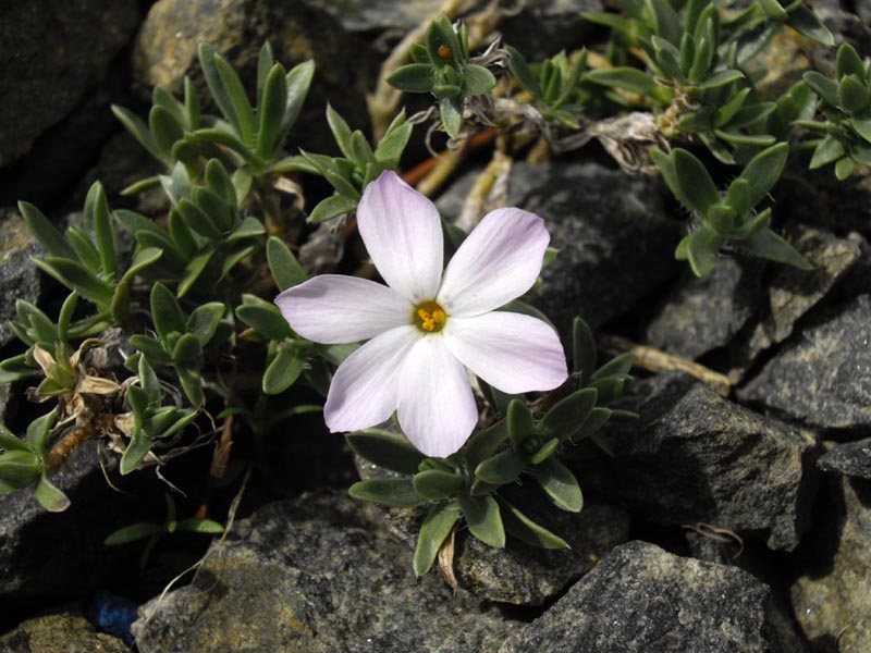 Phlox covillei en fleurs sur les pentes sèches et calcaires de la Sierra Nevada